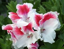 Regal Pelargonium - First