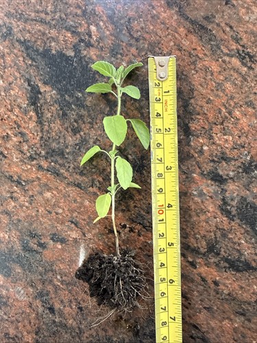 Tulsi holy basil plant - basil,