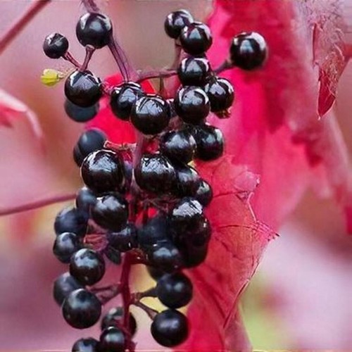 Vitis vinifera spetchley red - vitis,