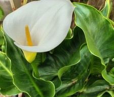 White Flower (Well Rooted), Young Arum (Calum) Lilies. £3 Each.
