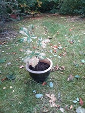 2 Year Old Horse Chestnut Tree, 58 cm In Pot.