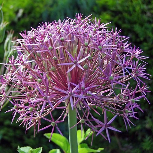 Seeds allium christophii - 25, x