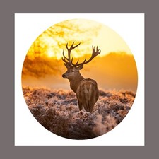 Stag Deer Hunting Animal Forest Antlers Square Canvas Picture Wall Art Prints