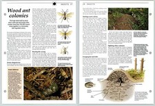 Wood Ant Colonies - Insects - The Living Countryside Page