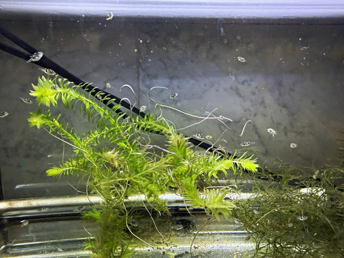 Live pea puffer - , fish