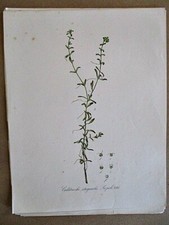 Vintage Print,CALLITCICHE STAGNALIS,c1880,Botanical