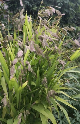 Chasmanthium latifolium fish - chasmanthium,