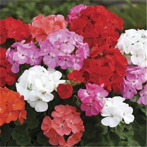 Geranium plants garden - geranium, x