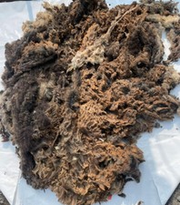 Whole Pedigree Ryeland Black-Brindle Fleece, Raw Virgin Wool, 6.25 lbs