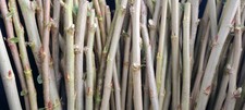 100 x willow cuttings.  White