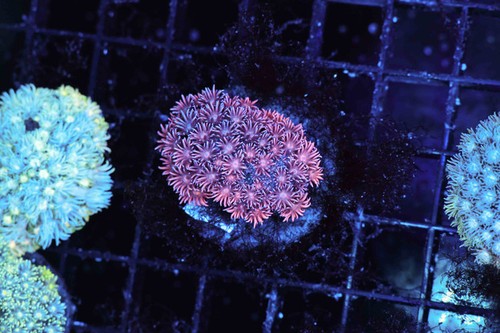 Red and blue goniopora coral - red,