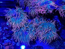 (4) pack Rainbow Bubble Tip