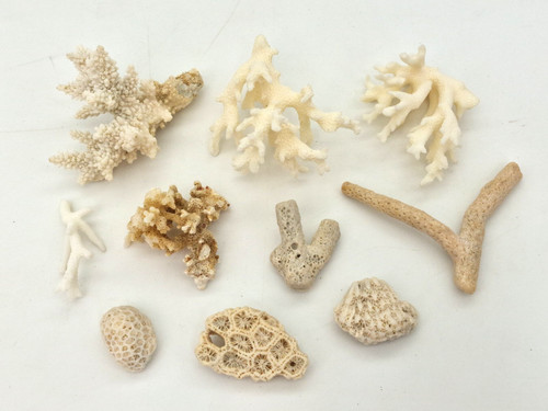 Antique natural coral - natural,