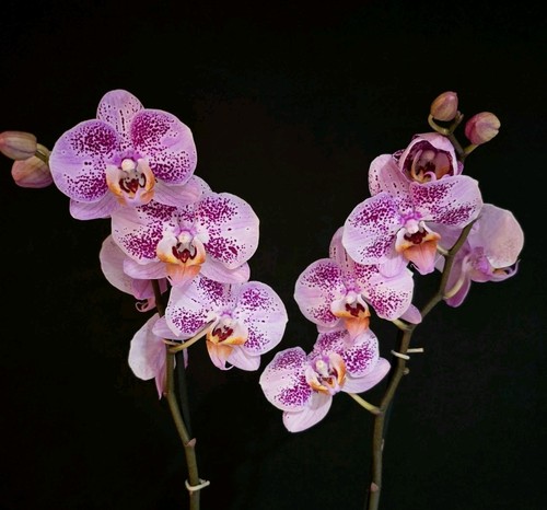 Phalaenopsis pink blush 2 - pink, blush.