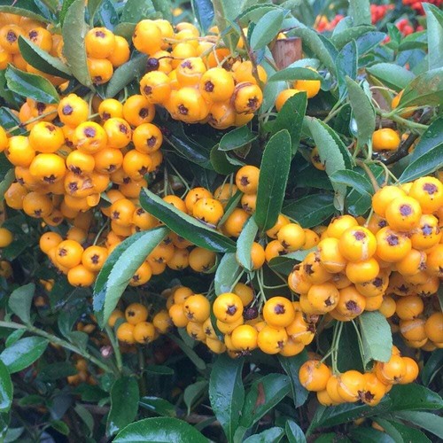 Pyracantha saphyr jaune - pyracantha,