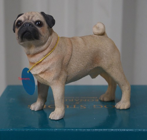 Minature fawn pug dog - minature,
