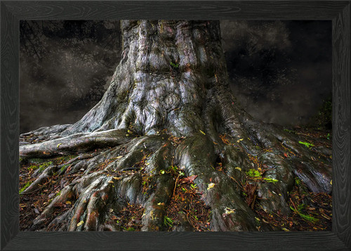 Ancient tree trunk framed - ancient,