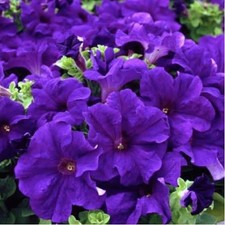 Petunia Trailing Tub Hanging
