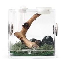 Breeding Box Transparent
