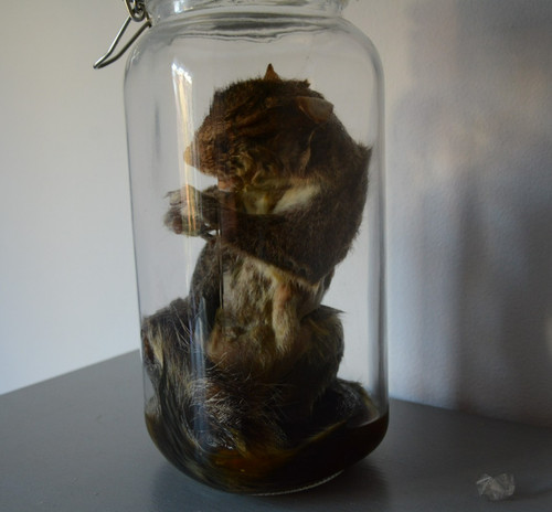 Large squirrel wet specimen - large,