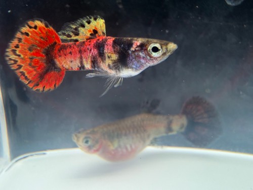 Magenta tiger guppies sexed - tiger,