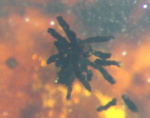 Cretaceous amber fossil - cretaceous, w/