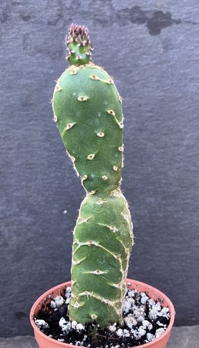 Opuntia cobra cactus zebrina - cobra,