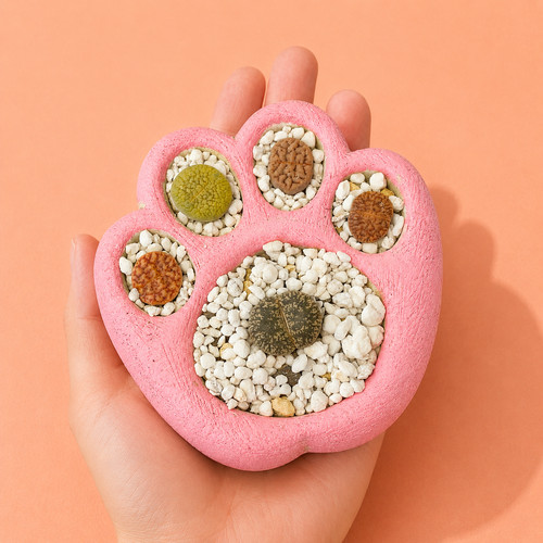Living stones succulents with - living,