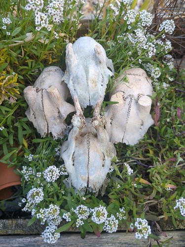 Roe deer buck - buck, skulls