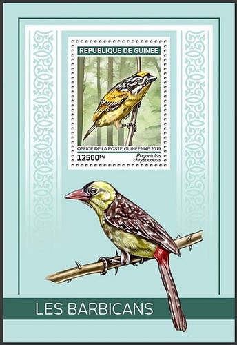 Yellow fronted tinkerbird - yellow-fronted,