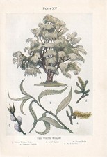 1910 WHITE WILLOW TREE Print -