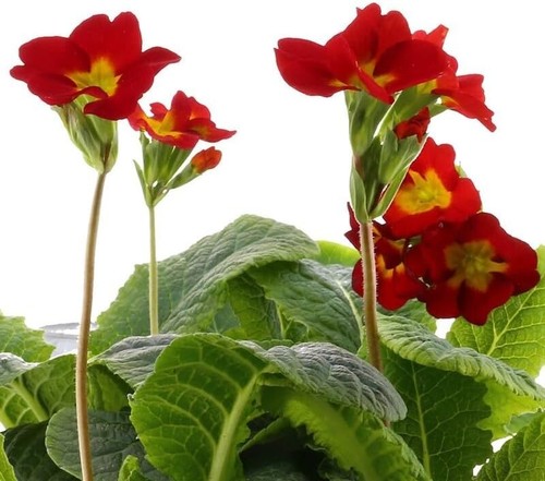 Polyanthus red boxed bedding - bedding,