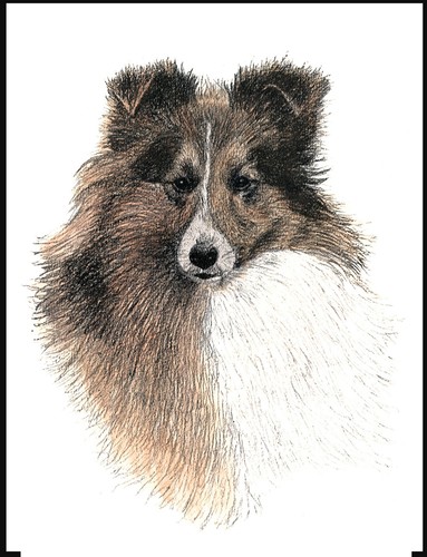 Shetland sheepdog sheltie head - shetland,