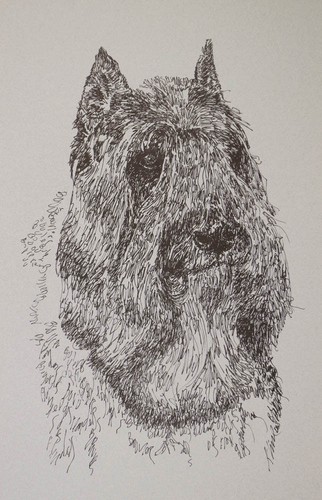Bouvier des flandres dog - bouvier,