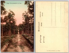 Hevea aanplant java tree - hevea,