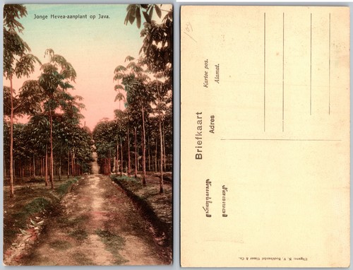 Hevea aanplant java tree path - aanplant,