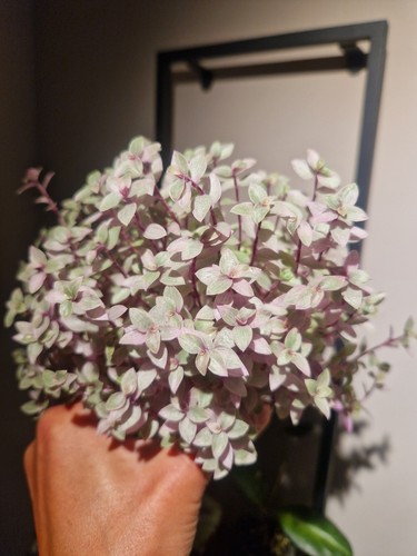 Tradescantia callisia repens - tradescantia, 'callisia