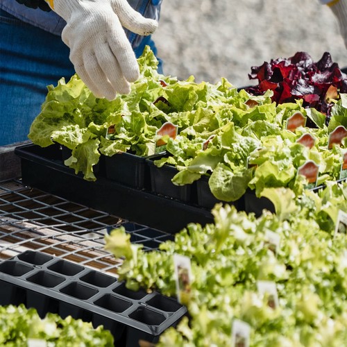 200 cells seed trays 20 - trays, pcs