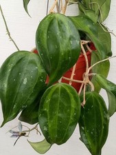 Hoya Macrophylla Bai Bua