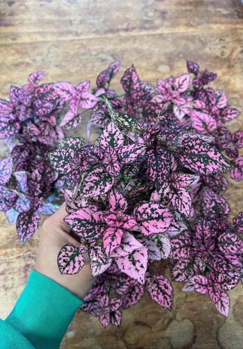 Hypoestes phyllostachya