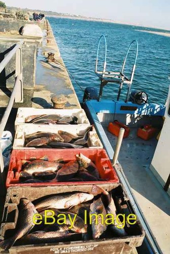 Photo 6x4 wrasse freshly - photo,