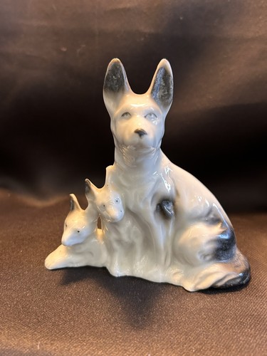 German shepherd wolf adult - german, &