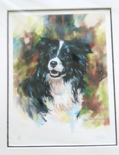 Paul Doyle Signed Print BORDER COLLIE Mounted 41 x 50cm 83/395 Limited Edition