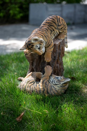 Tiger baby cubs - tiger,