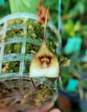 Rare Dracula ophioceps orchid