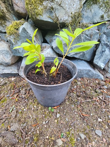 Rhododendron ponticum small - ponticum,