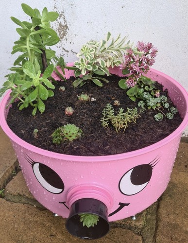 Sedum cuttings mixed box - mixed, of