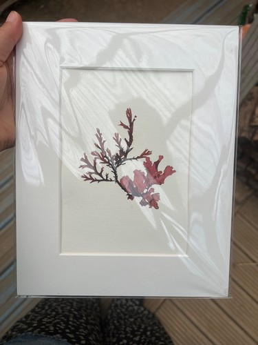 Handmade original seaweed - handmade,