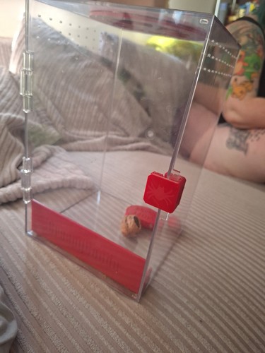 Jumping spider enclosure - jumping,