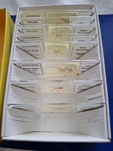 Nbs microslides spider whole - microslides,